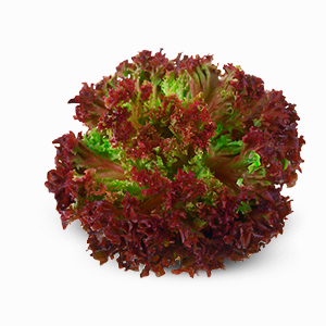 4.Lollo-rosso