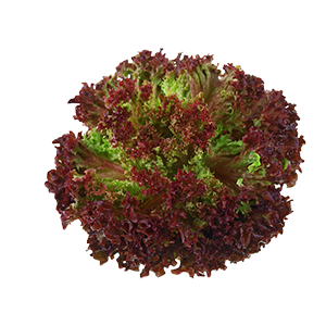 4.Lollo-rosso
