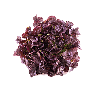 6.Hoja-de-roble-roja