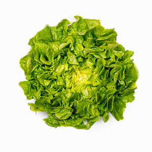 7.Hoja-de-roble-verde-1