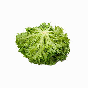 apolo