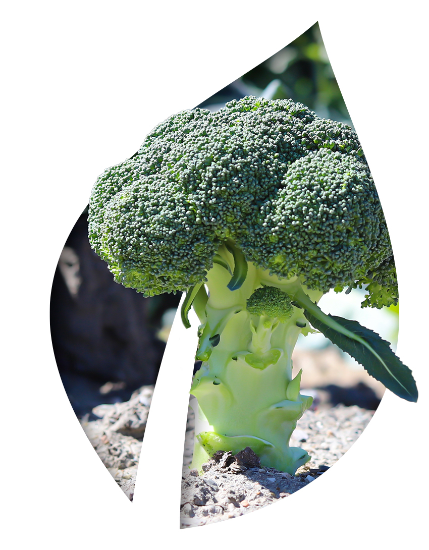 brocoli-hoja-001