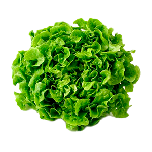 roble-verde-2