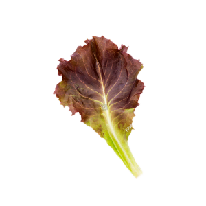 img-Baby-leaves-rojas-2