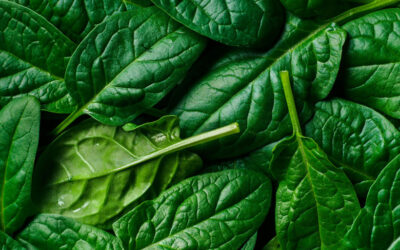 Why Spanish spinach export is best?