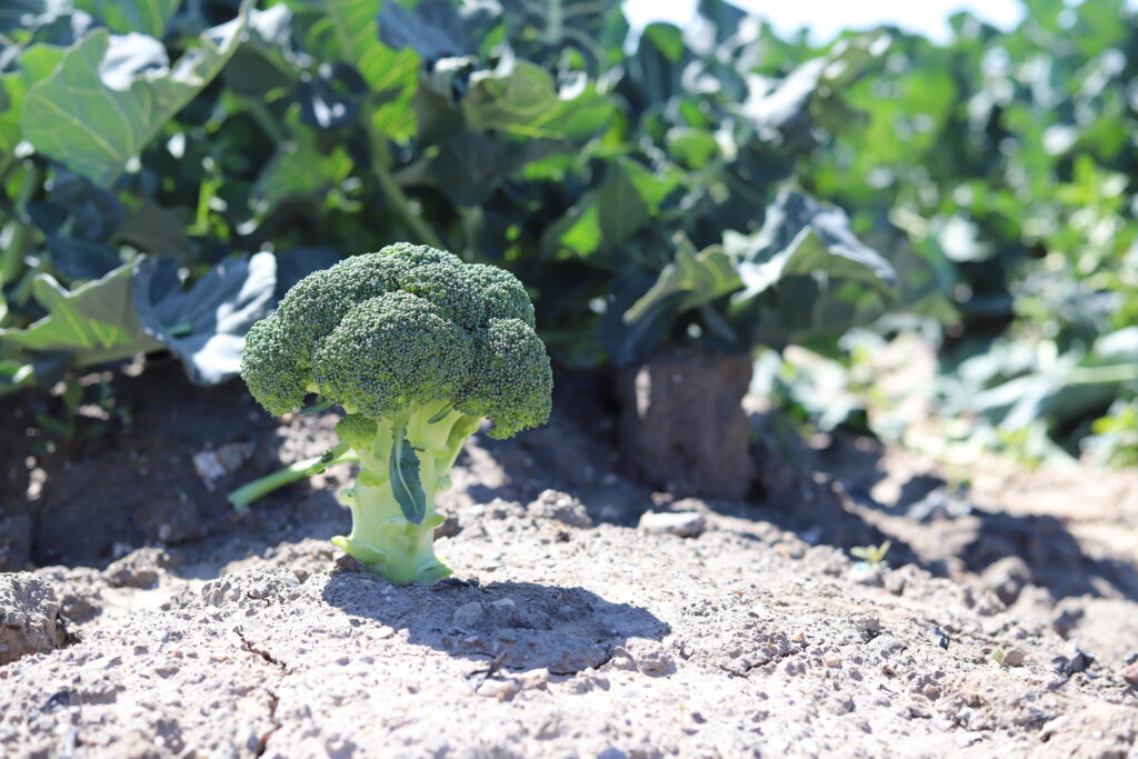 Brocoli